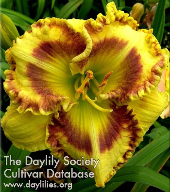 Daylily Concert Music